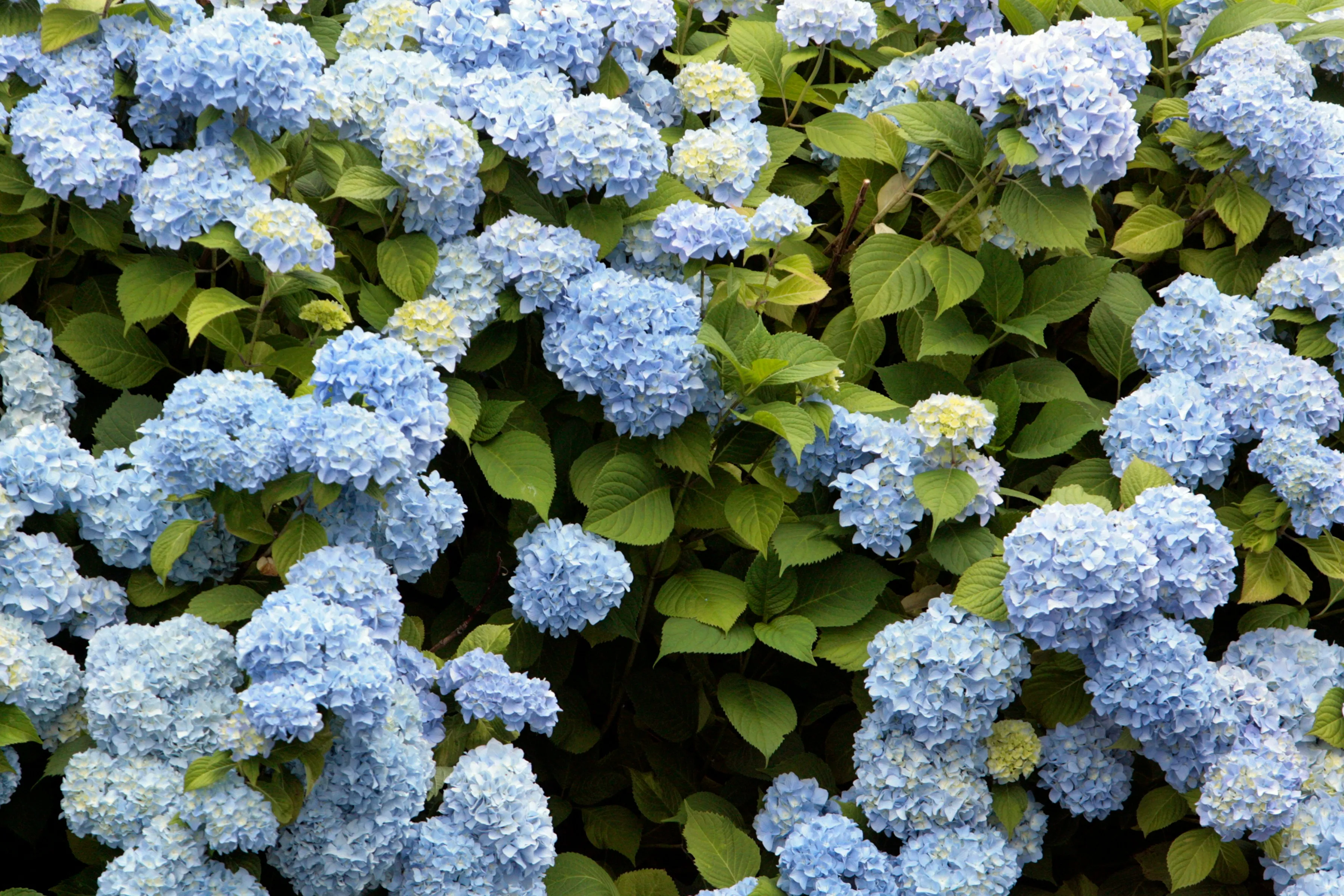 Hortensia