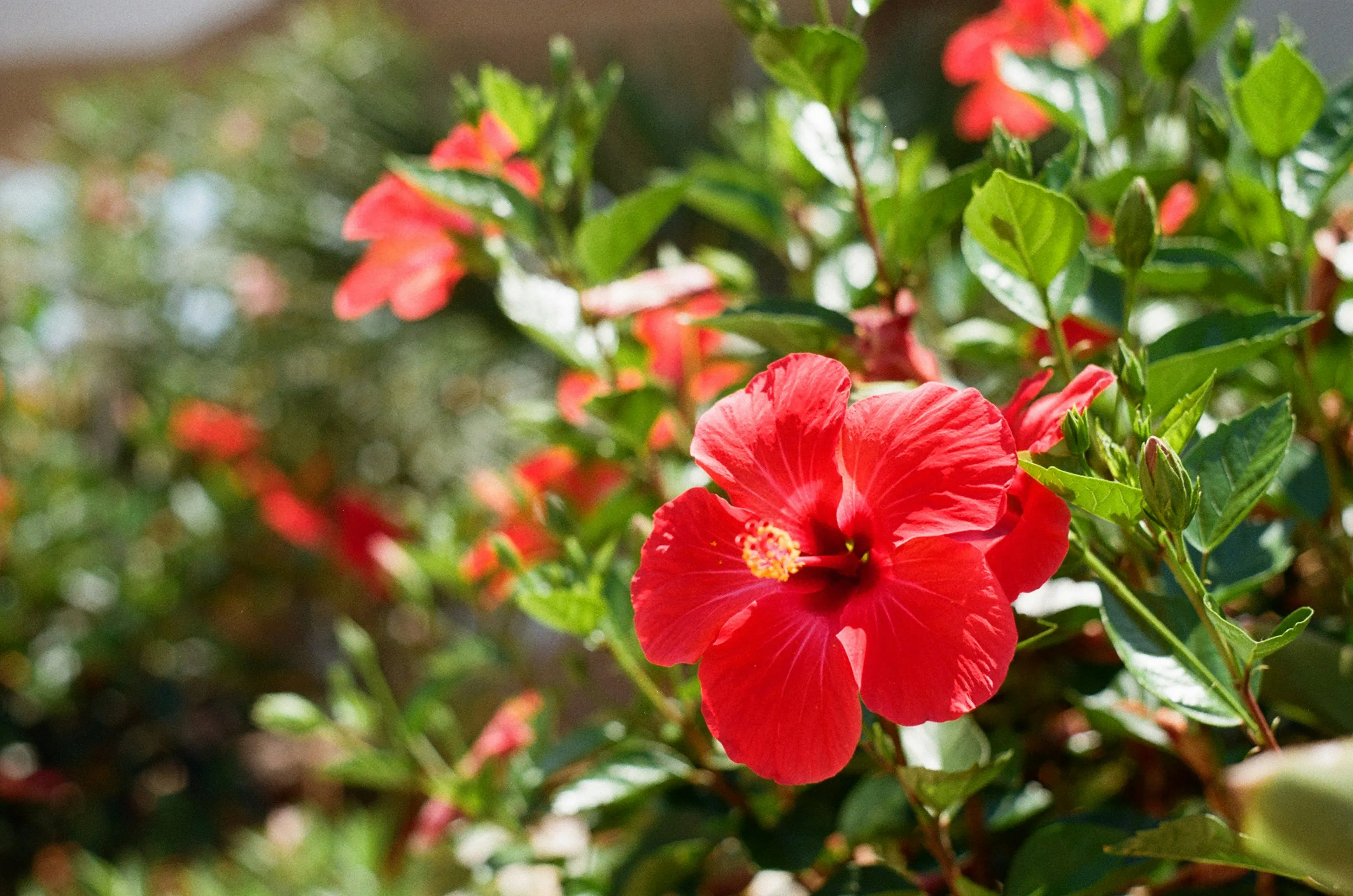 Hibiscus