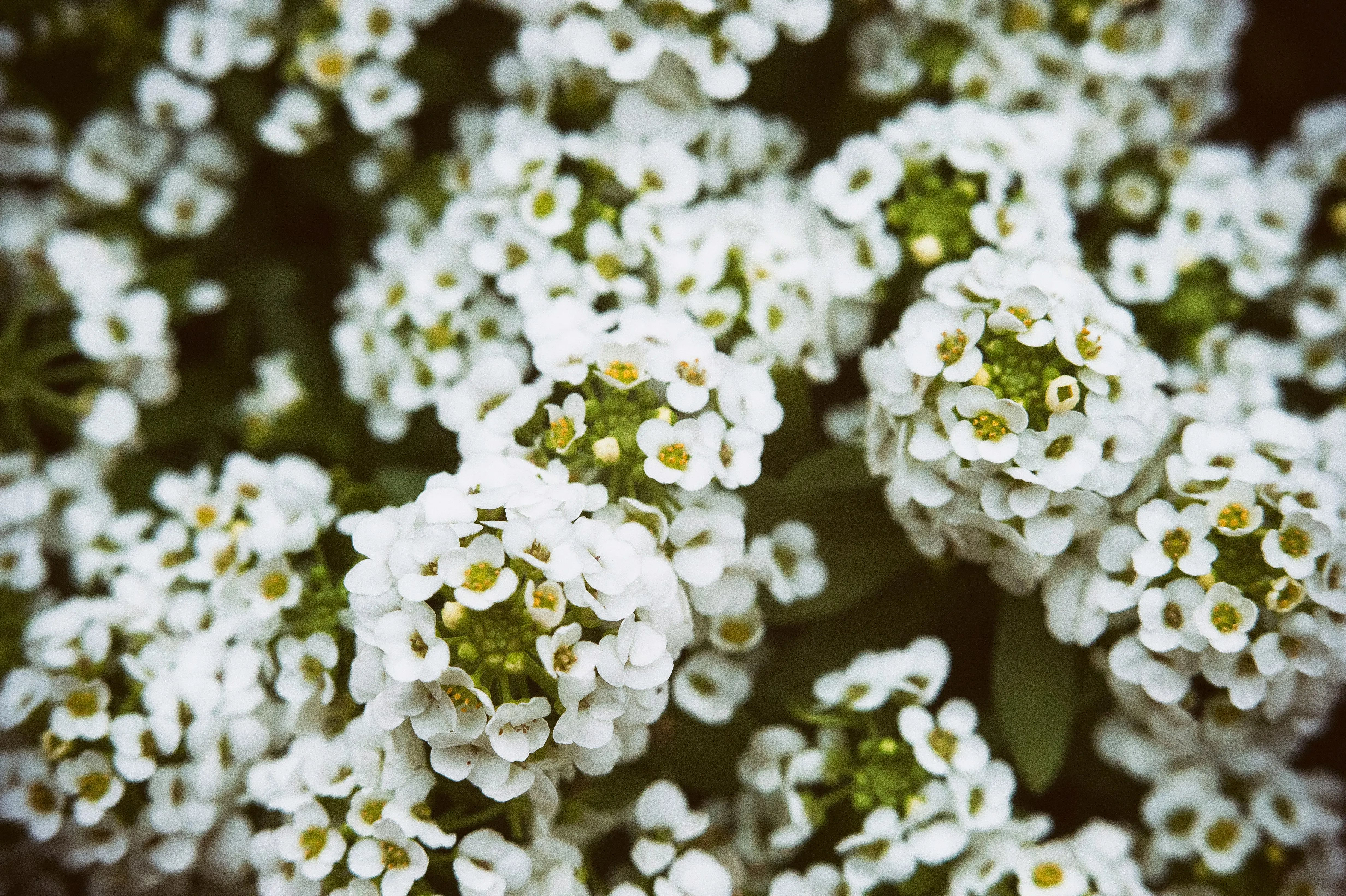 Alyssum