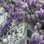 5 plante populare care vă pot afecta casa
