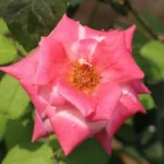 7-plante-care-nu-ar-trebui-plantate-langa-trandafiri-vor.webp.webp