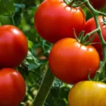 aceasta-infuzie-de-buruieni-va-va-ajuta-sa-obtineti-o.webp.webp