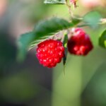 Bucurați-vă deja de acest an: 6 fructe care pot fi