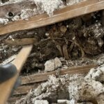 „Comori victoriene”: un cuplu a descoperit o descoperire înfiorătoare în