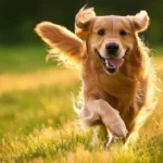 cum-pot-oamenii-sa-scurteze-neintentionat-viata-cainelui-lor-veterinarul.webp.webp