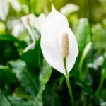 cum-sa-fertilizati-spathiphyllum-la-domiciliu-3-cele-mai-bune.webp.webp