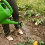 de-ce-proprietarii-experimentati-imprastie-sifon-in-gradina-de-legume.webp.webp
