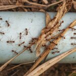 Furnicile din grădină: cum să le împiedicăm să acapareze plantele