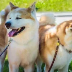 inteligent-si-rezervat-un-veterinar-a-numit-4-rase-de.webp.webp