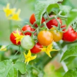 lifehacks-despre-cum-sa-cultivi-rosii-mari-si-gustoase.webp.webp