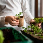 Mai bine să nu plantați în containere: legume care necesită