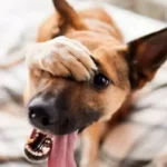 puricii-ce-trebuie-sa-stiti-despre-ei-daca-aveti-animale.webp.webp
