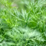 tot-mararul-din-pat-s-a-ingalbenit-care-este-cauza.webp.webp