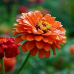 Vă va face fericiți luni de zile: 7 flori cu