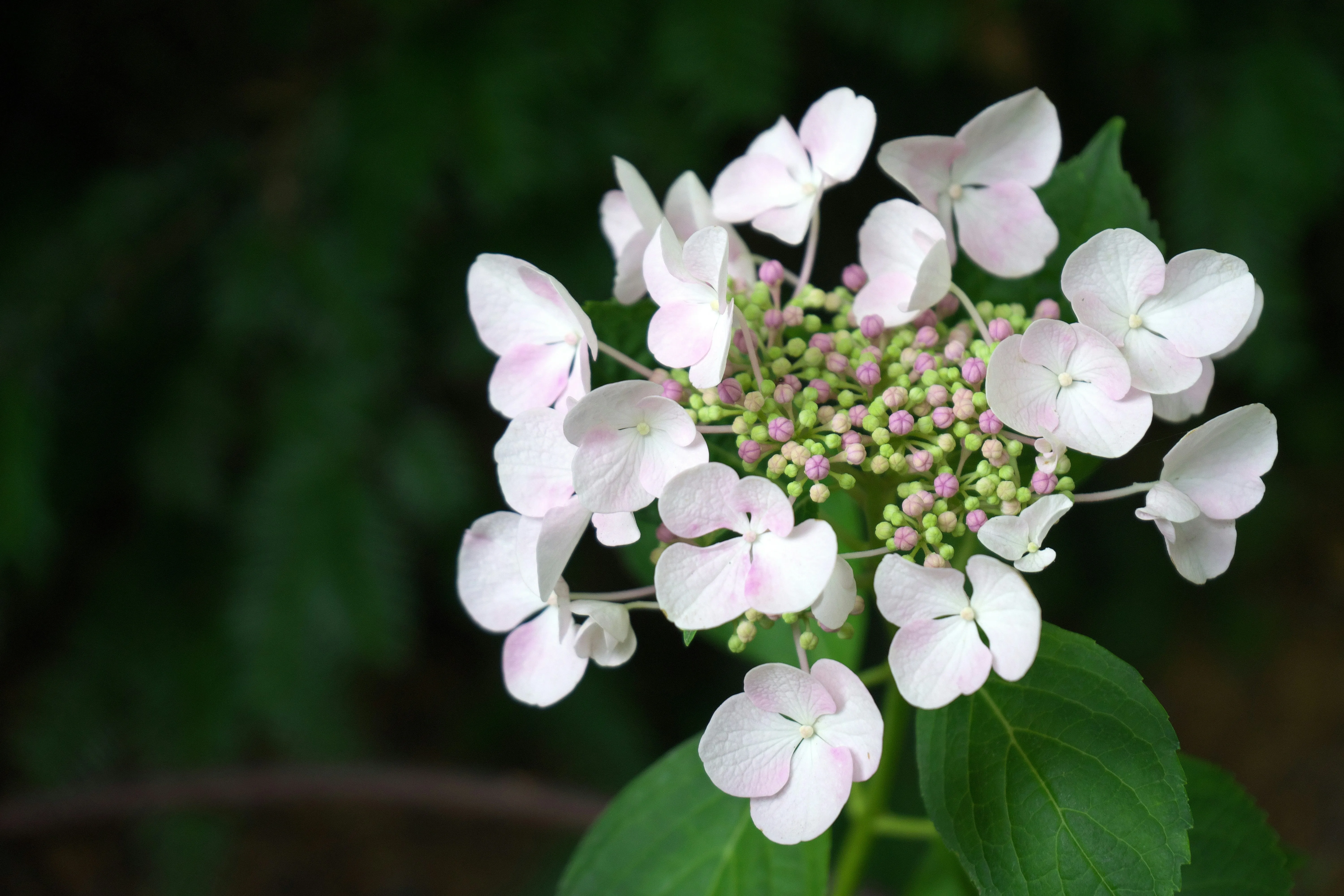 Hortensia
